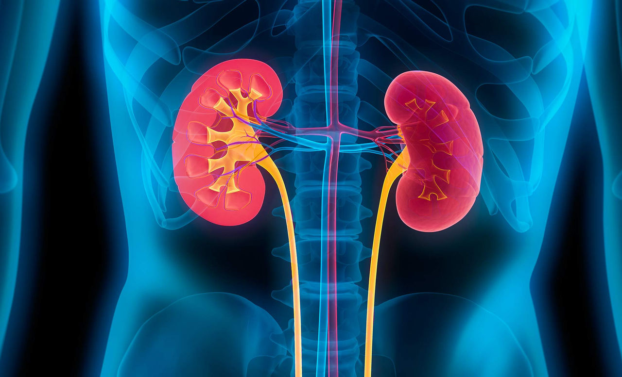 medical kidney illustration